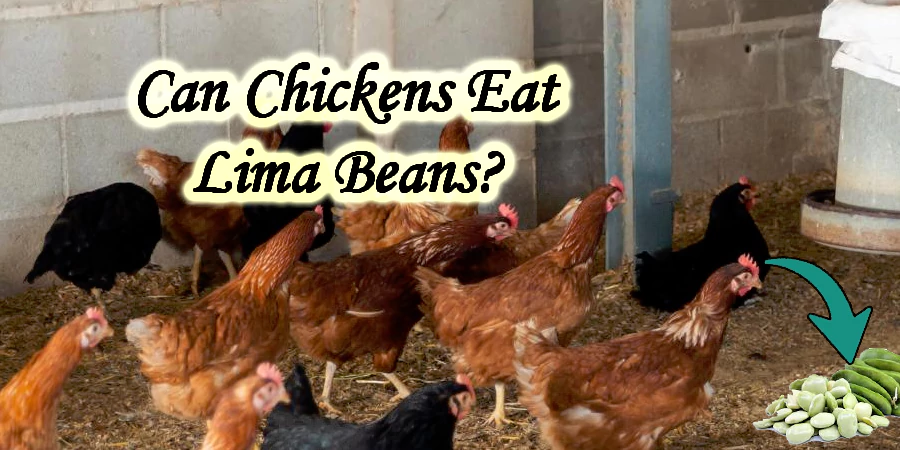 Can chickens eat lima beans