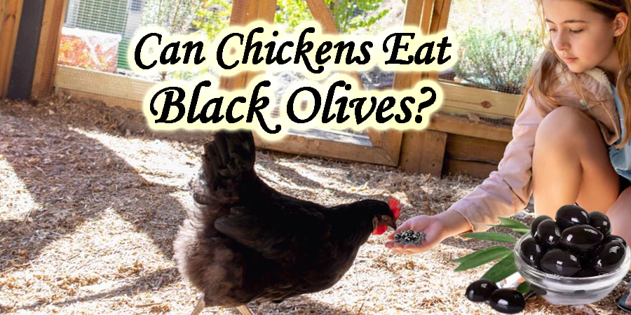 can chickens eat black olives