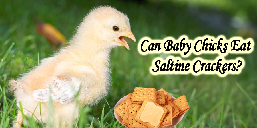 can baby chicks eat saltine crackers