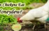 Can Chickens Eat Honeydew? An Ultimate Guide
