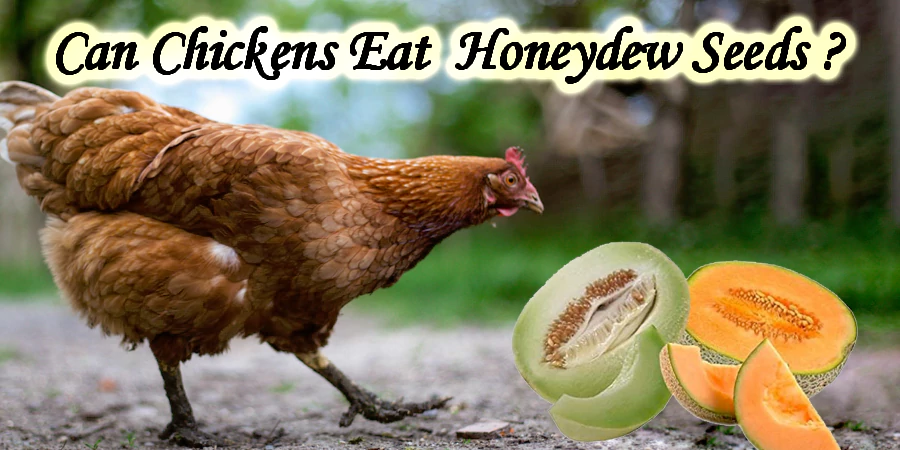 can chickens eat Honeydew seeds