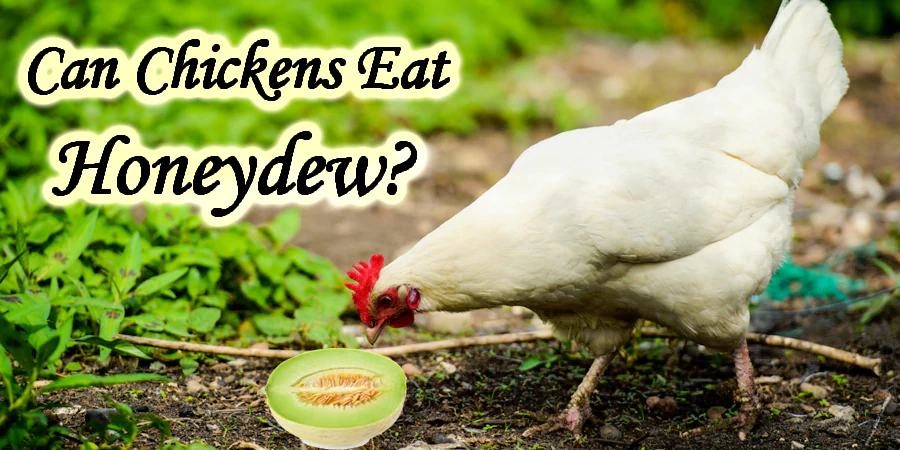 can chickens eat Honeydew