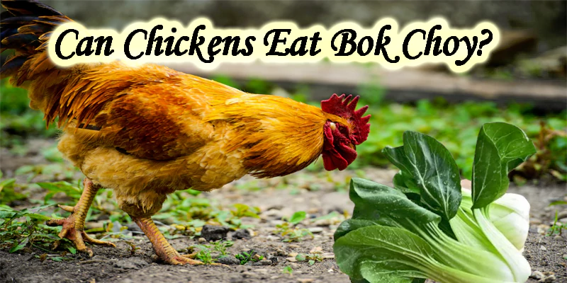 can chickens eat bok choy