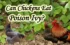 Can Chickens Eat Poison Ivy : A Nightmare For Chickens