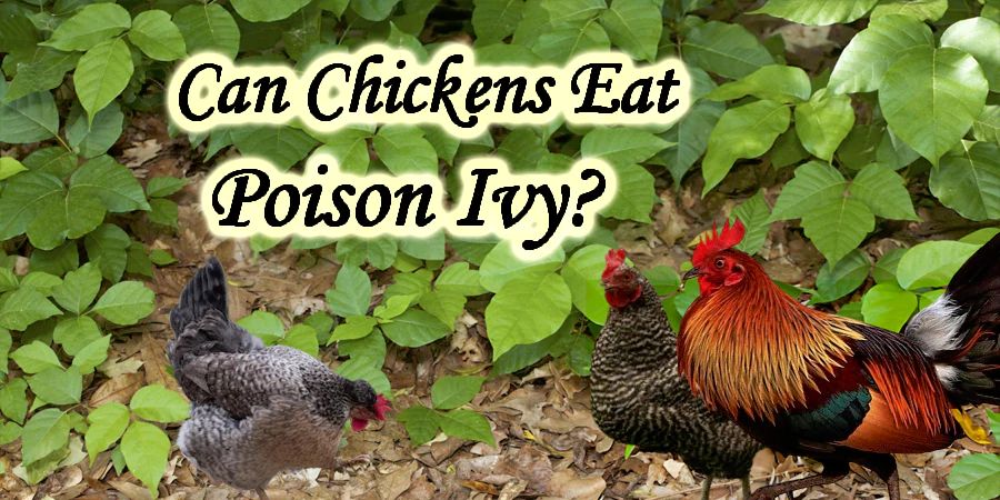 can chickens eat poison ivy