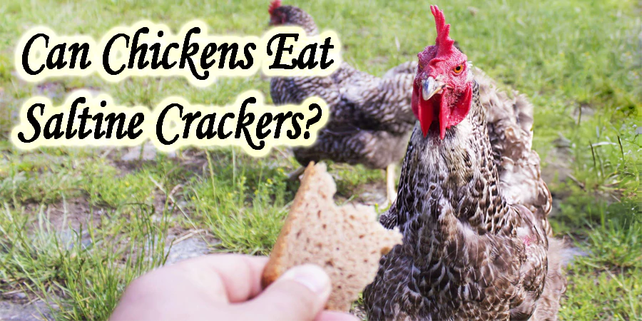 can chickens eat saltine crackers