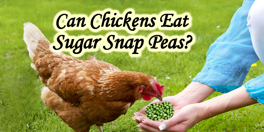 can chickens eat sugar snap peas