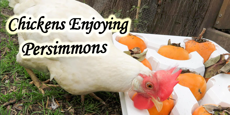 can chickens eat persimmons skin