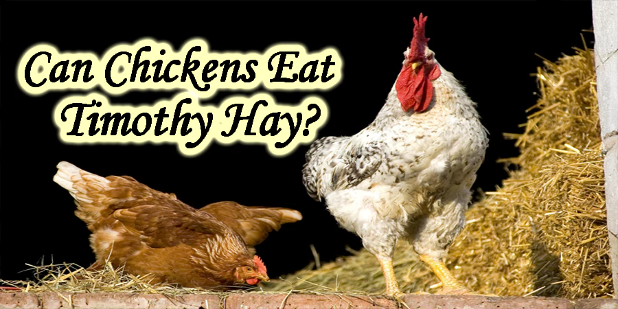 Can Chickens Eat Timothy Hay