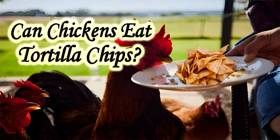 Can Chickens eat Tortilla Chips