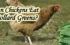 Can Chickens Eat Collard Greens? A Careful Appraisal