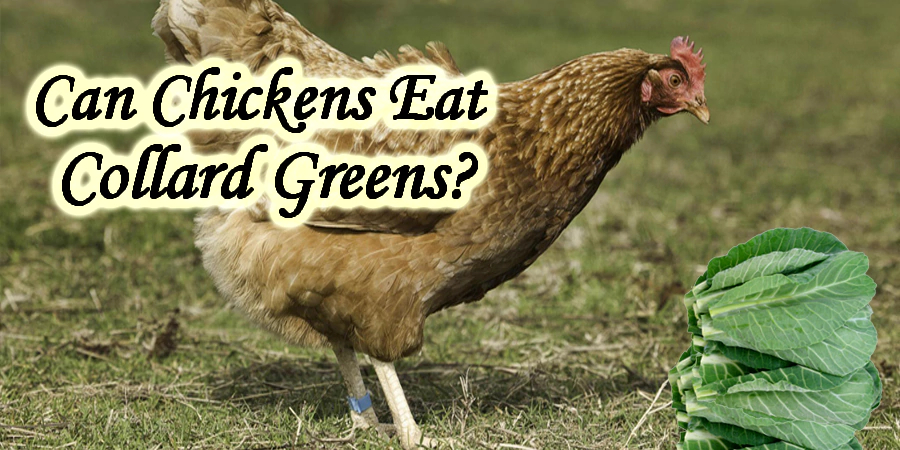 Can chickens eat collard greens