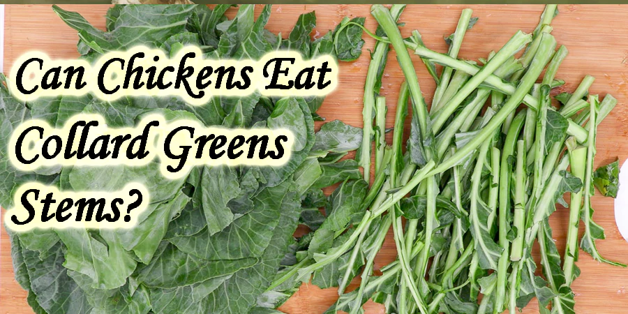 can chickens eat collard greens stems