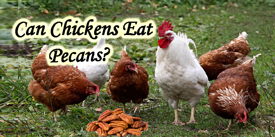 can chickens eat pecans