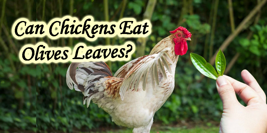 can chickens eat olives leaves