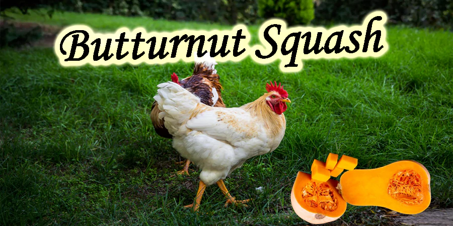 Can chickens eat butternut squash
