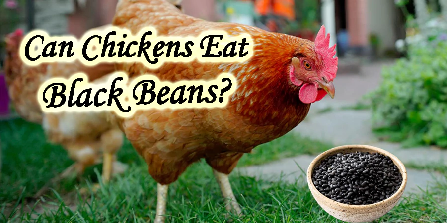 can chickens eat black beans