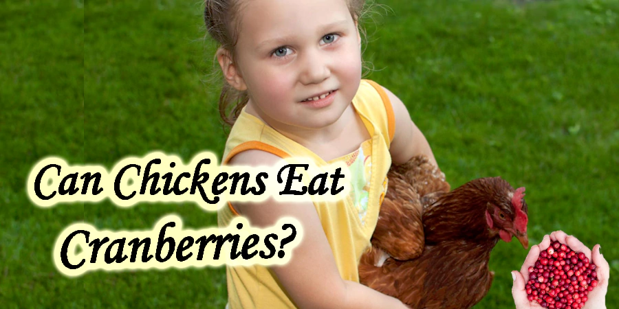 Can Chickens Eat Cranberries?: A Comprehensive Guide - Post Thumbnail