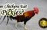 Can Chickens Eat Pickles? A Methodical Exploration