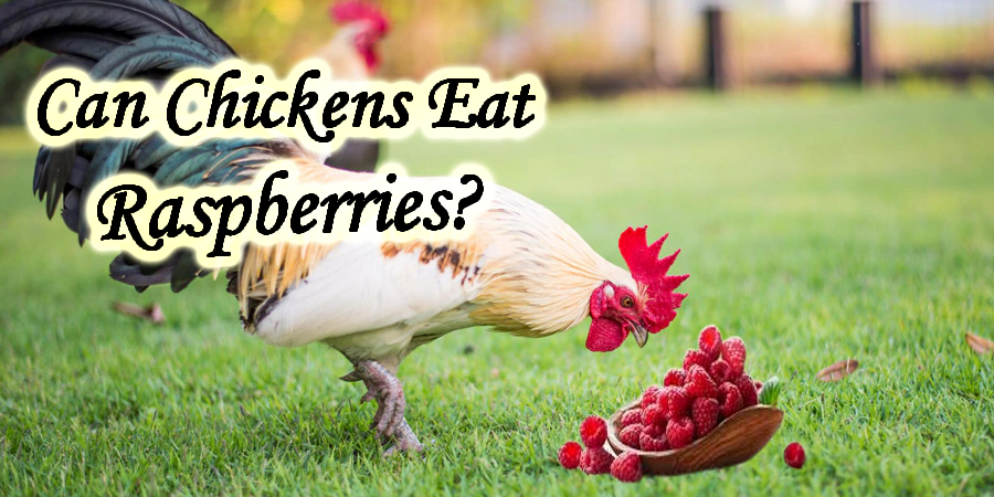 can chickens eat raspberries