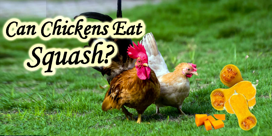can chickens eat squash