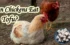 Can Chickens Eat Tofu? A Detailed Inquiry