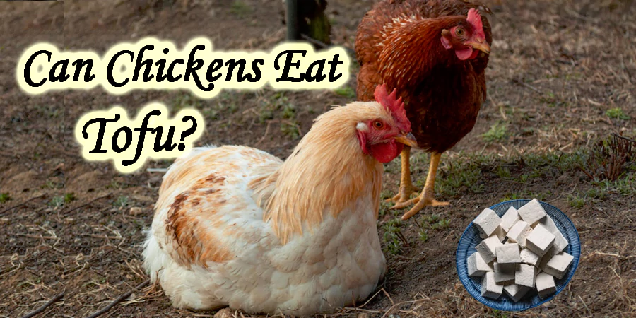 can chickens eat tofu