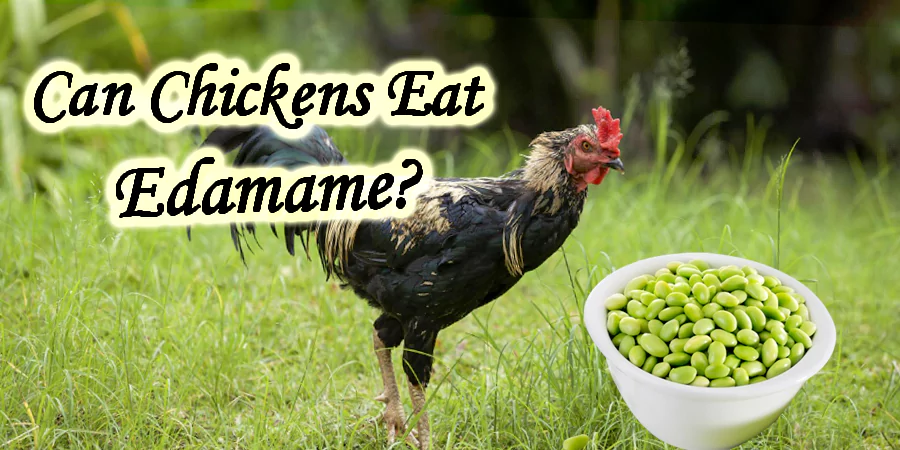 can chickens eat edamame