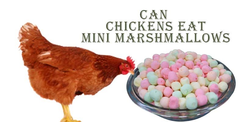 can chickens eat mini marshmallows