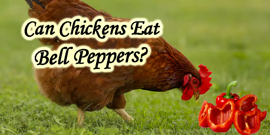 Can Chickens Eat Bell Peppers