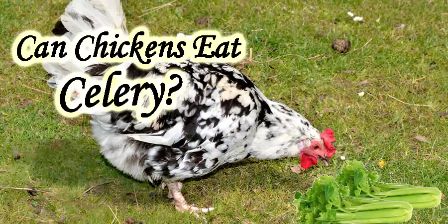 Can Chickens Eat Celery