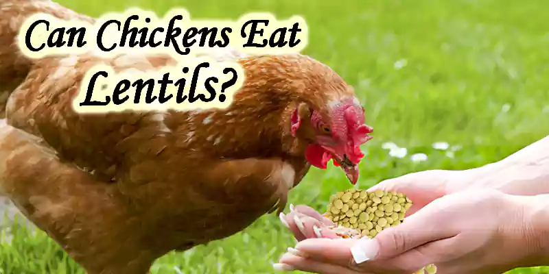 Can Chickens eat Lentils Everyday