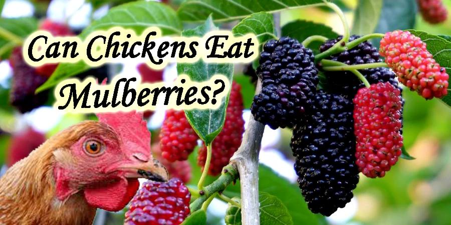 Can chickens eat Mulberries