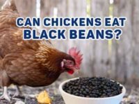 Can Chickens Eat Black Beans? The Truth You Didn’t Expect!