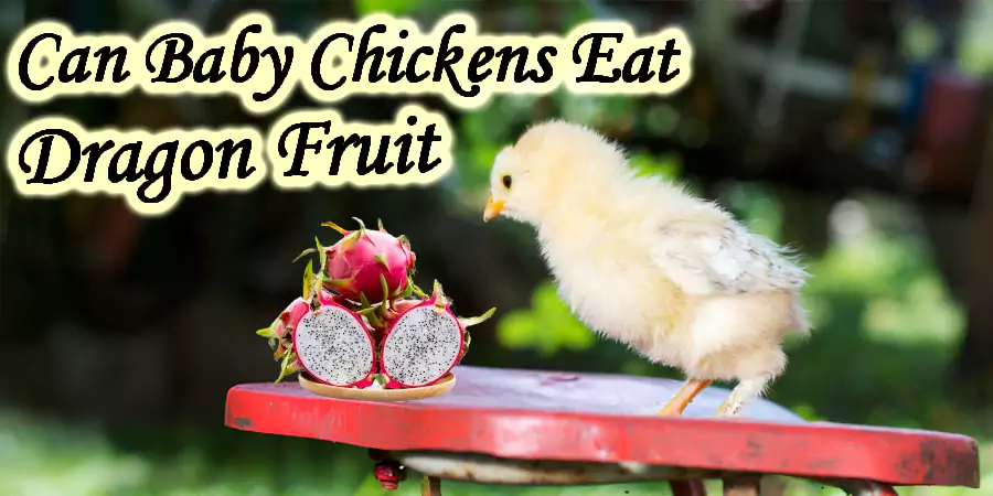 can baby chicken eat dragon fruit