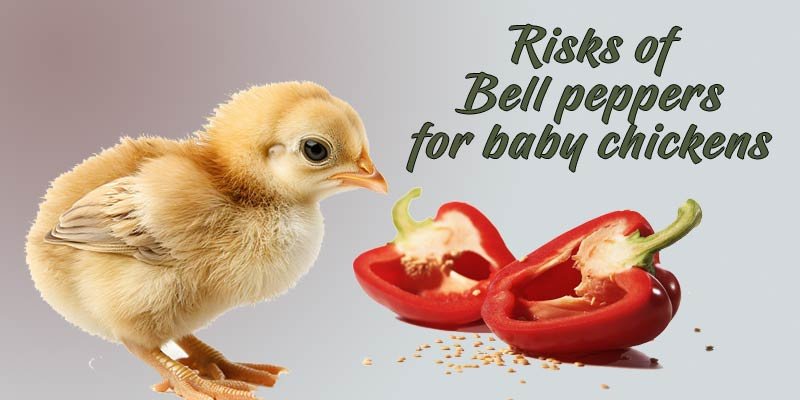 can-baby-chickens-eat-bell-peppers