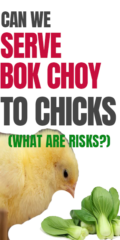 can baby chicks eat Bok Choy