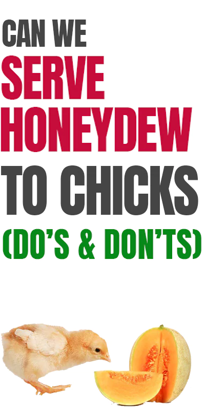 can baby chicks eat honeydew