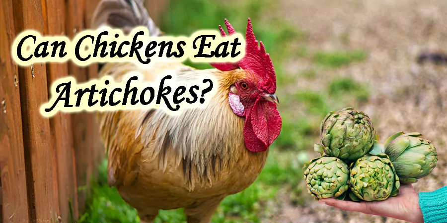 can chickens eat Artichokes