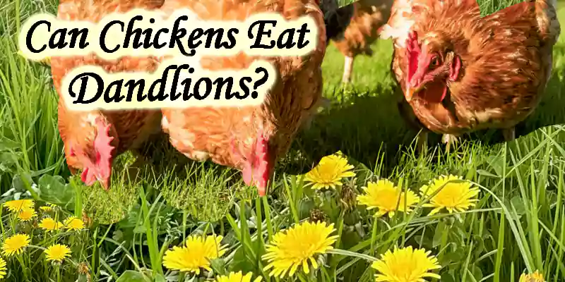 can chickens eat Dandelions