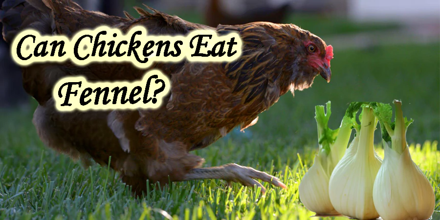 can chickens eat Fennel