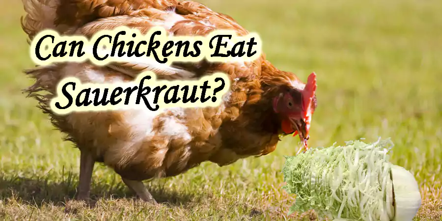 can chickens eat Sauerkraut