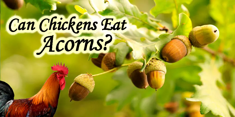 Can Chickens Eat Acorns? Vital Safety Tips for Chicken Owners - Post Thumbnail