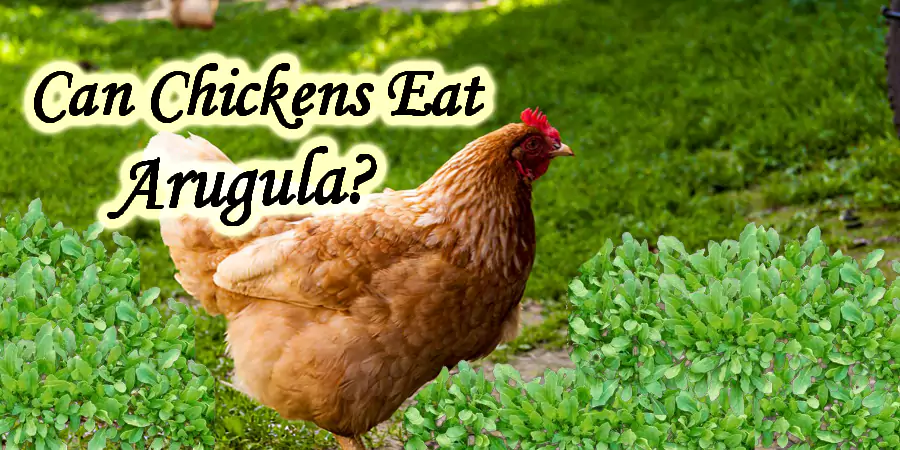 can chickens eat arugula