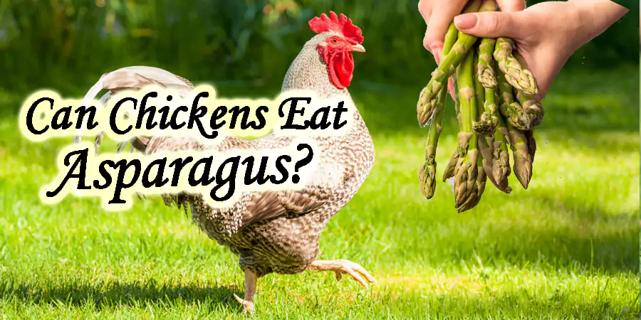 can chickens eat asparagus