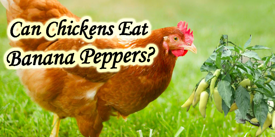 can chickens eat banana peppers