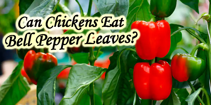 can chickens eat bell pepper leaves