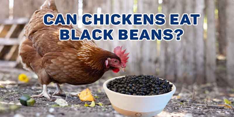 can chickens eat black beans