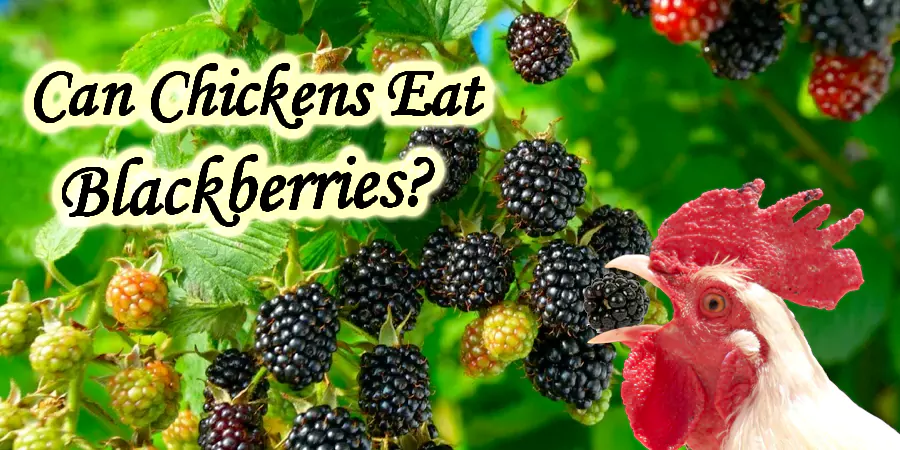 can chickens eat blackberries