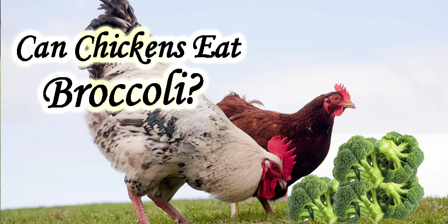 can chickens eat broccoli Vegetable